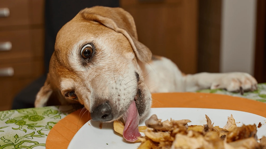 Dog Bones With Their Benefits Can Be Easily Decoded When Chewed